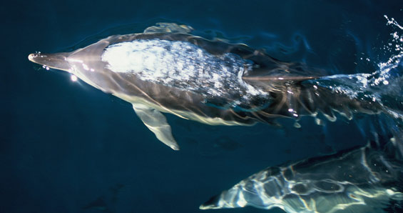 Common dolphin swimming, Cook Strait. Photo © Tui De Roy (DOC USE ONLY).