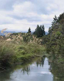 A stream providing an ideal fish habitat.