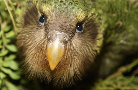 kakapo plushie