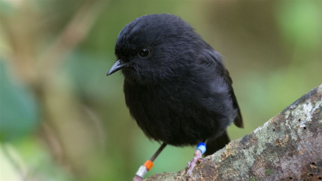 Karure / Kakaruia / Chatham Island black robin: New Zealand native land ...