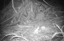 Predator control and community - a dream team for Coromandel kiwi