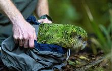 Kākāpō relocated to reduce monitoring load
