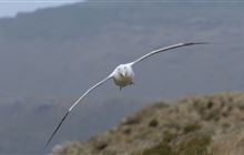 Get set for seabird-safe fishing